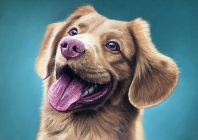 Nova Scotia Toller
