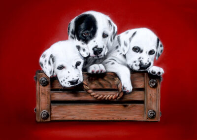 Dalmatier puppies