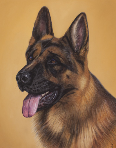 Duitse Herder pastel Duitse Herder