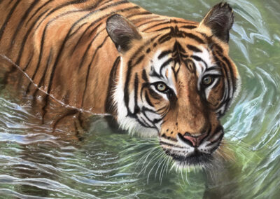 Tijger in het water