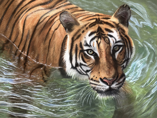 Tijger in the water Tijger in het water