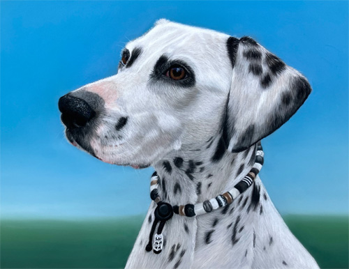 Jet de dalmatier Dalmatiër Jet