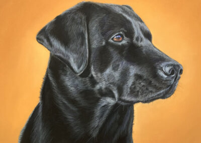 Labrador retriever