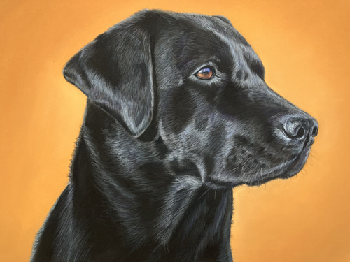 labrador retriever Labrador retriever