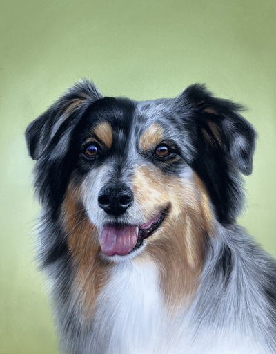 Australian shepherd